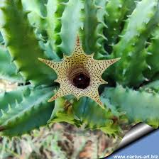 Image result for Huernia longituba