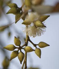 Image result for Eucalyptus tereticornis