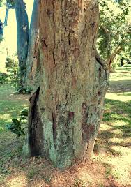 Image result for Hymenaea