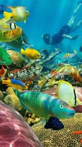 Dentro Do Mar Sem Fim Dentro Fim Mar Sem Underwater Animals Ocean Fishing Ocean Creatures