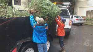 This hallmark exclusive line features greeting cards for every occasion, ornaments, and gift wrap, all crafted with the vibrancy and spirit of the latinx culture in mind. Boy Scouts On The North Coast Plan To Pick Up Christmas Trees The Weekend After New Year Krcr