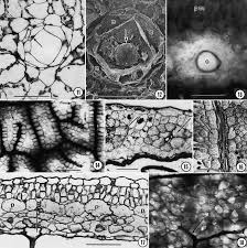 Image result for Diclis ovata