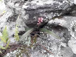 Image result for Polystachya bifida