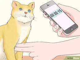 Heart rate zones for training: How To Read A Cat S Vital Signs 11 Steps With Pictures