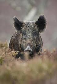 Pin Von Maigane Pilon Auf 01 Hoofed Animals Wilde Tiere Wildschwein Tier Fotos