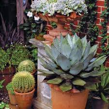 Succulent live plants by mail. 10 Outstanding Succulents Finegardening