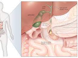 In humans, the gallbladder is about seven to ten centimeters long and dark green in appearance due to its contents (bile). Transformation Of Calculo Linear Unit Solfa Syllable Vesicula Clothe In Queen S English Liver Gallbladder Joint Pain