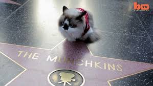 6,343 likes · 707 talking about this. Meet The Tiny Munchkin Cat Hoping To Become A Hollywood Star Daily Mail Online