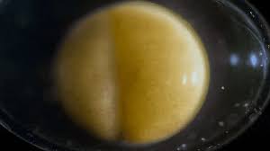 Aug 15, 2018 · lu, z. From Zygote To Hatched Larva A Cell Division Time Lapse The Kid Should See This