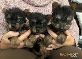 Looking for toy poodle puppies for sale? Pure Bred Australian Silky Terrier Puppies
