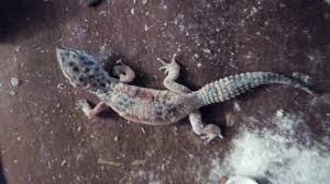 Since posting this i learned that you should not leave calvin with d3 in your gecko's tank. How Can I Help My Sick Leopard Gecko Pets Stack Exchange
