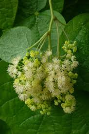 Image result for Menispermaceae