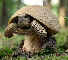 22 colorful animals who look photoshopped. Photoshop Masters Turn Animals Into Plants And The Results Are Interesting Democratic Underground
