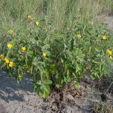 Image result for Melhania acuminata