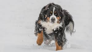 It is a destination doodle retreat! Bernese Mountain Dog Puppies A Great Worker Companion Petmoo