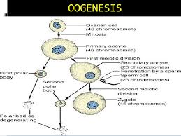 Lec63 Reproductive System Female