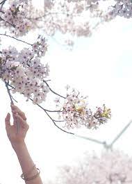 Cherry Blossom Season On Jeju Spring Aesthetic Evydraws Spring Aesthetic Cherry Blossom Season Spring Vibes