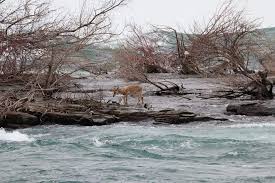 Accurate surveys of erosion of the falls of niagara began in 1842. The Loneliest Deer In Niagara Falls Macleans Ca