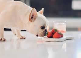 They are spayed, utd on shots, health checked and has a lot of playful energy. 5 Best Fruits That Your French Bulldog Needs To Eat What The Frenchie