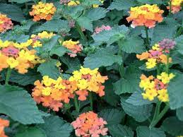 Lantana Camara Miss Huff 10 Ct Flat Lantana Lantana Camara Fast Growing Shrubs