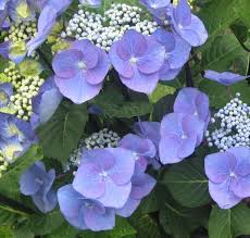 Image result for Ozoroa macrophylla