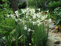 Plantfiles Picture 6 Of Philippine Lily Lilium Philippinense Lily Seeds Planting Bulbs Wildflower Garden