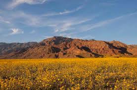 Maybe you would like to learn more about one of these? Death Valley Campout Wildflower Bloom Star Gazing And Magnificent Mountains