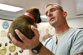 Find puppies in your area and helpful tips and info. Vaccination Schedule For A Healthy Puppy Vip Puppies