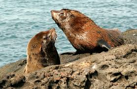 Image result for Selago lacunosa