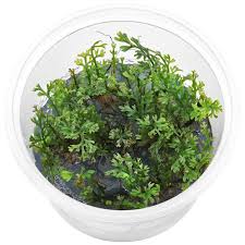 Image result for Bolbitis gemmifera