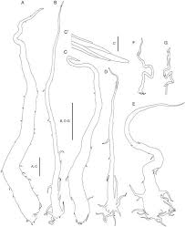 Image result for Nothoperanema