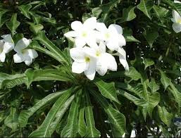 Pin On Plumerias