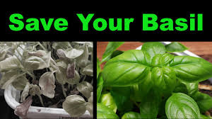 If i'm feeling lazy i. How To Rescue A Dying Basil Plant Two Methods Youtube