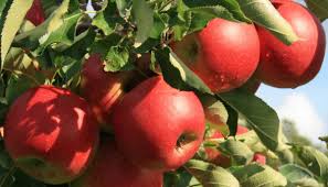 Mich plagt die frage, wann ich äpfel pflücken soll. Apfel Selbst Pflucken Oder Im Hofladen Kaufen Gut Pesterwitz Bei Dresden