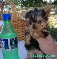 Tcup yorkie puppies baby doll faces vet checked ✈️ hand delivery available worldwide 2,000 + teaspoonpuppy.com. Teacup Yorkie Puppy For Free Adoption Sell At Ease Online Marketplace Sell To Real People