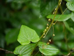 Image result for Dioscorea minutiflora