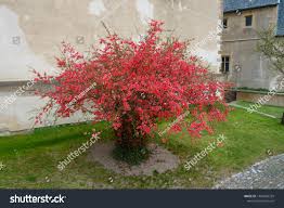 Image result for Chaenomeles japonica