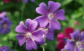 The flowers have five petals and are coloured white. Storchschnabel Pflanzen Pflege Und Tipps Mein Schoner Garten