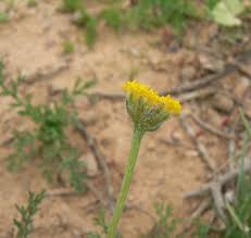 Image result for Brillantaisia pubescens