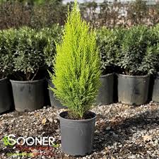 Image result for Cupressus macrocarpa