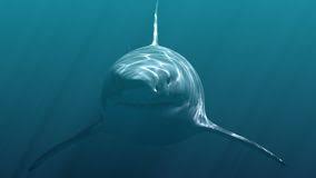 By adminposted on march 13, 2021. Weisser Hai Megalodon Realistische 3d Animation 4k Stock Footage Video Von Animation Prahistorisch 132424342