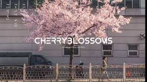 Perfect for apartments, dorms, and more. Anime Cherry Blossom Aesthetics Beauty Of An Anime World Youtube