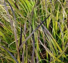 Image result for Xyris capensis