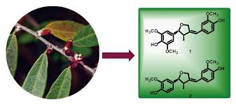 Image result for Cleistanthus schlechteri