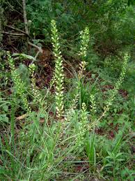 Image result for Lepidium bonariense