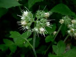 Image result for Hydrophyllaceae