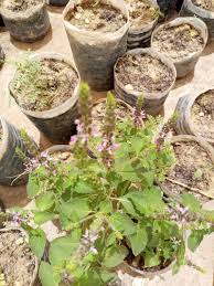 Image result for Ocimum angustifolium