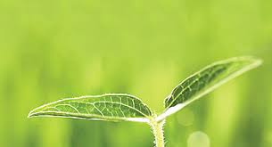 Bhd, yee yeaw khim berkata, produk itu menggunakan buah mengkudu organik, selain tidak. Bio Tree Biotechnology Sdn Bhd International Fairs Directory Health Wellbeing Spa Leisure Foodstuffs Luxury Food Beverage Industry Food Processing Industry