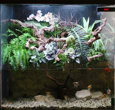 Reptile Forums Poison Dart Frogs Poison Dart Dart Frog