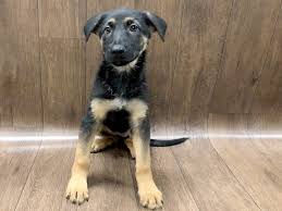 We did not find results for: German Shepherd Dog Female Black Brown 2451054 Petland Lancaster Ohio